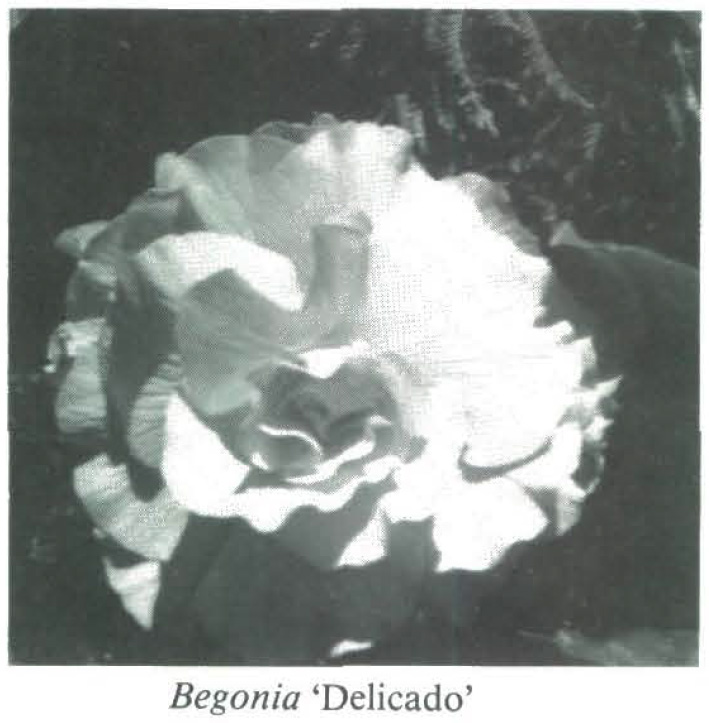 B. ‘Delicado’